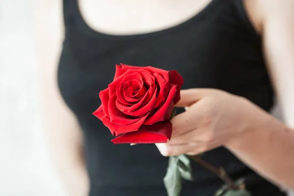 Руки женщины нежно держат большую красную розу на фоне черной рубашки — стоковое фото