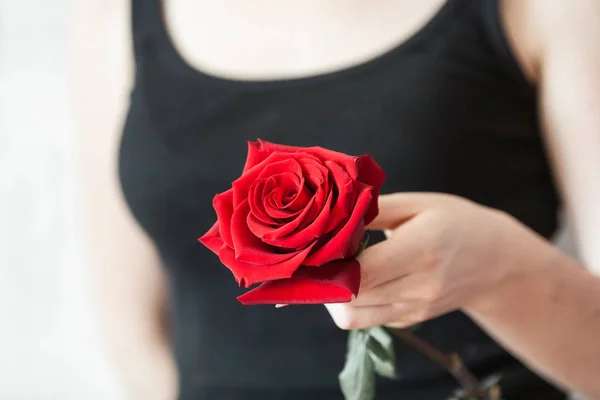 Руки женщины нежно держат большую красную розу на фоне черной рубашки — стоковое фото