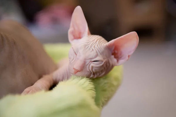 Sleeping white two month old Don Sphinx cat on light green fur background — Stock Photo, Image