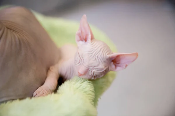 Sleeping white two month old Don Sphinx cat on light green fur background — Stock Photo, Image