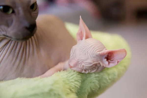 Sleeping white two month old Don Sphinx cat on light green fur background — Stock Photo, Image