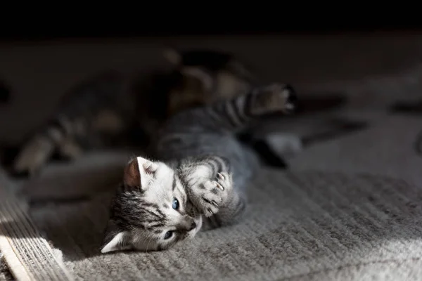 One month old Bengal kittens playing on carpet in a room lit with sunlight — Stock Photo, Image