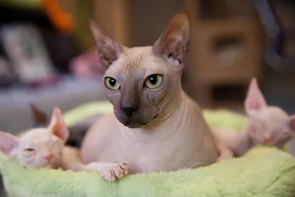 Don sphynx family with adult cat and kittens resting ang sleeping on light green carpet — Stock Photo, Image