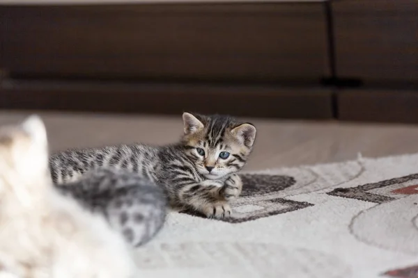Portrait of playful bengal one month old baby cat kitten lying on a fluffy brown carpet — Stock Photo, Image