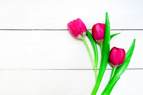 Bunch of red and purple tulips on white wooden background with copy space like postcard on womens day