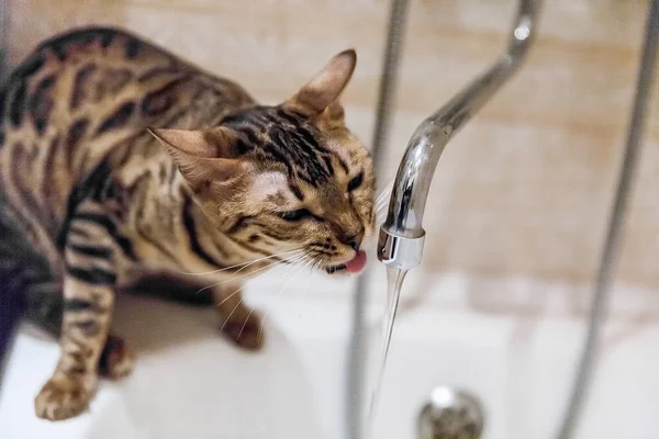 Bengal katt dricksvatten från vattenkran i badrummet Stockbild