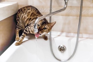 Bengal kedisi banyodaki musluktan su içiyor.