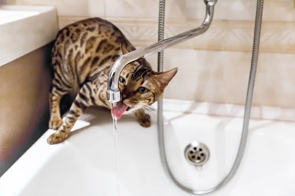 Bengal katt dricksvatten från vattenkran i badrummet Stockfoto