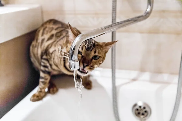 bengal cat drinking water from water tap in bathroom