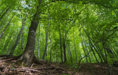Arka planda güzel orman sonbaharı