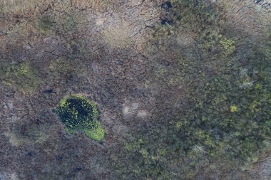 Arka planda orman ve yol manzarası