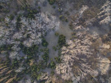 Arka planda ormanın hava görüntüsü