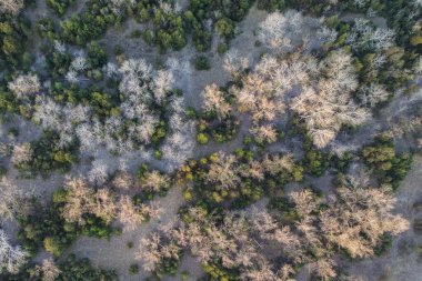 Arka planda ormanın hava görüntüsü