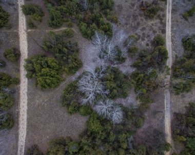 Arka planda orman ve yol manzarası