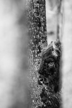  Bizonlar ormanda yürüyor.