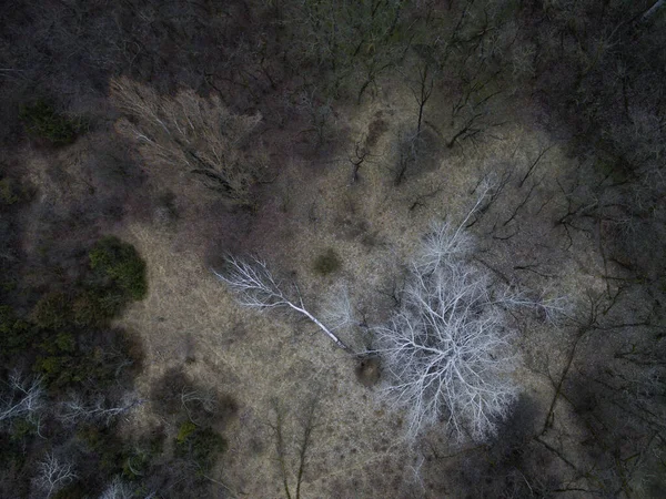 Vista Aérea Del Bosque Sobre Fondo — Foto de Stock