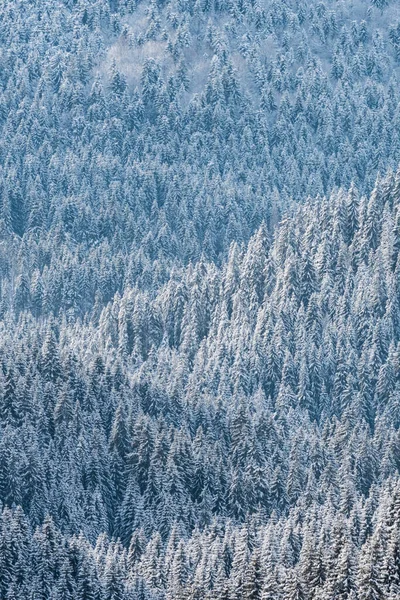 winter  aerial landscape drone photo