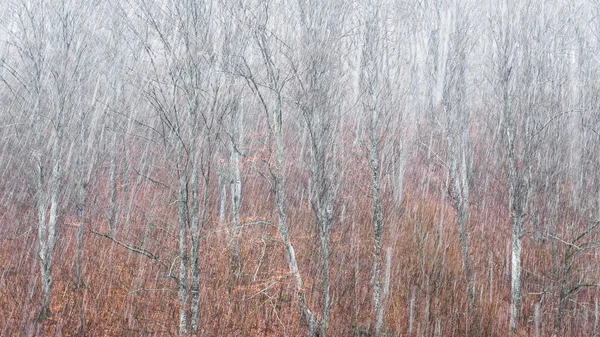 Bosque Invierno Con Nieve Fondo — Foto de Stock