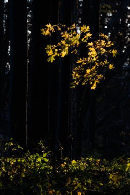 Sarı yapraklı orman sonbaharı