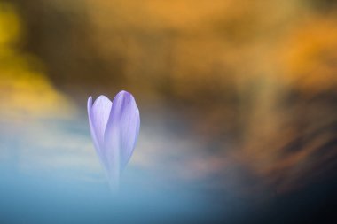 Arka planda mor çiçek gözü, yakın plan.