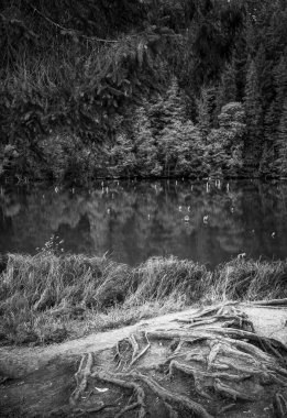 Sonbahar ormanında sabah erkenden nehirde