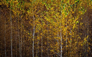 Sarı yapraklı orman sonbaharı