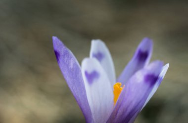 Arka planda mor çiçek gözü, yakın plan.