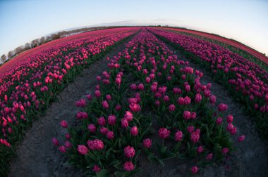 Arka planda pembe laleler