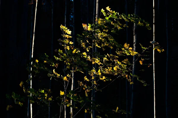 Δάσος Φθινόπωρο Κίτρινα Φύλλα — Φωτογραφία Αρχείου