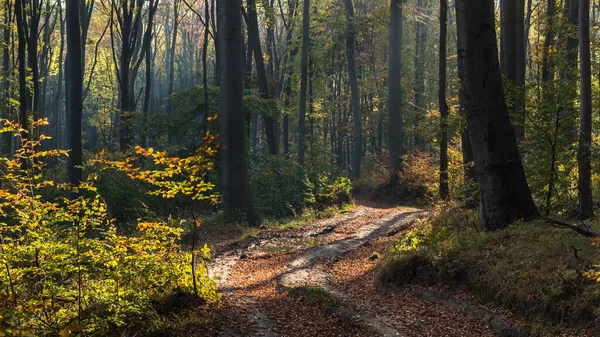 Mooie Weg Het Bos Herfst — Stockfoto