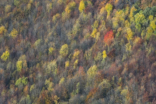 Widok Lotu Ptaka Tle Lasu — Zdjęcie stockowe