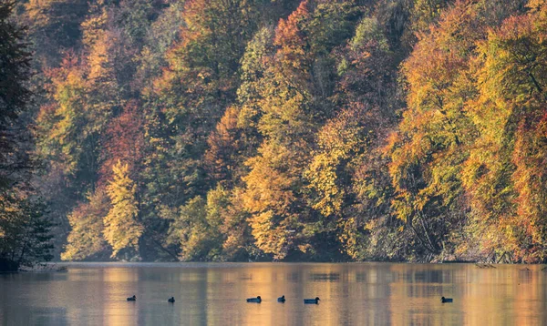 Wczesnym Rankiem Nad Rzeką Jesiennym Lesie — Zdjęcie stockowe