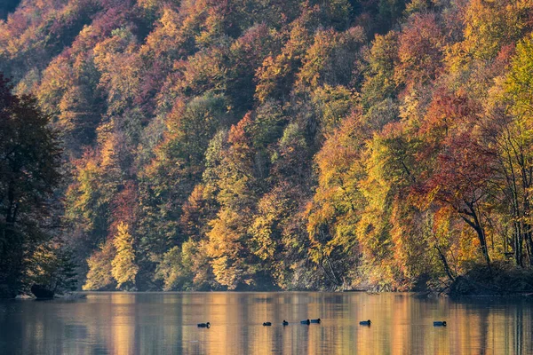 Wczesnym Rankiem Nad Rzeką Jesiennym Lesie — Zdjęcie stockowe