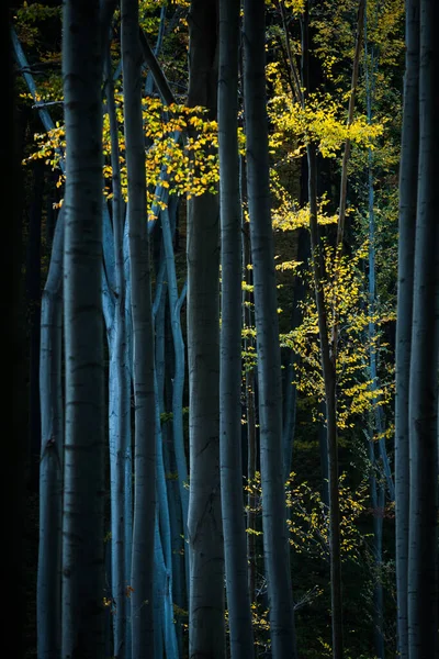 Hermoso Bosque Otoño Sobre Fondo — Foto de Stock