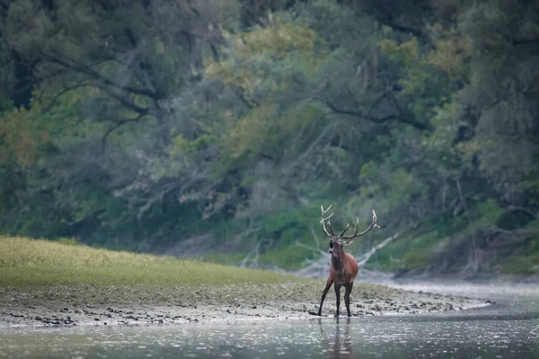 Temprano Mañana Río Ciervos Bosque Otoño — Foto de Stock