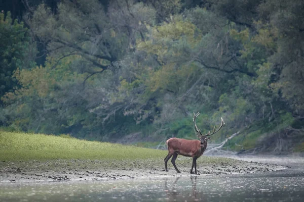 Temprano Mañana Río Ciervos Bosque Otoño — Foto de Stock