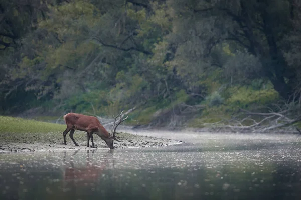 Temprano Mañana Río Ciervos Bosque Otoño — Foto de Stock