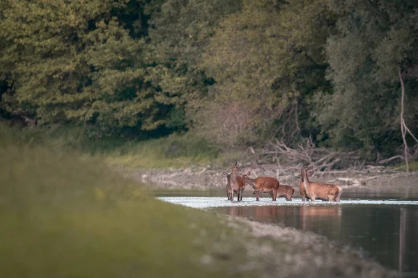 Temprano Mañana Río Ciervos Bosque Otoño — Foto de Stock