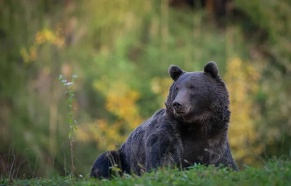 Oso Salvaje Bosque Fondo — Foto de Stock