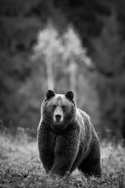 Dziki Niedźwiedź Lesie Tle — Zdjęcie stockowe
