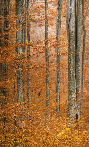 Wald Herbst Mit Gelben Blättern — Stockfoto