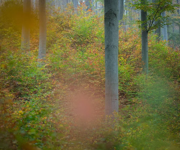 Mooie Herfst Met Bomen Het Park — Stockfoto