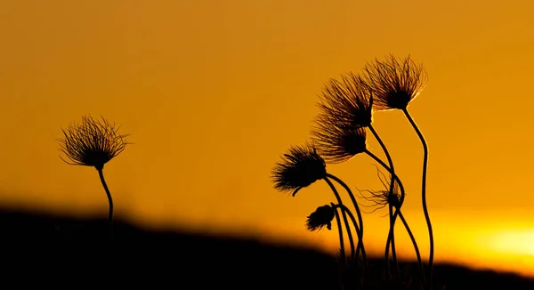 silhouette of field with flowers at sunset