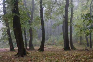 Sonbahar ormanı Sabahları ağaçlarla