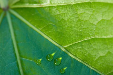 Yeşil yaprak ve su damlaları