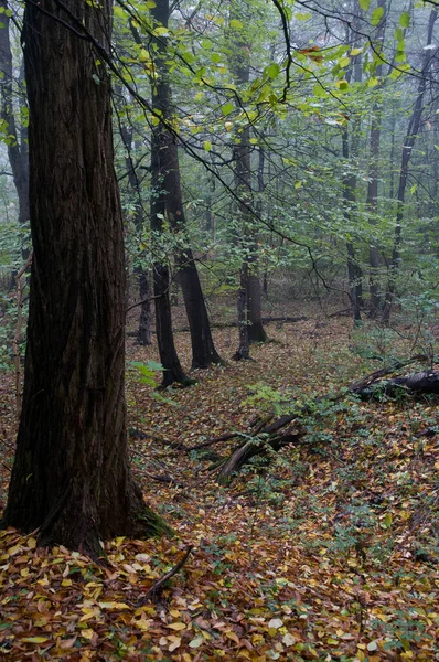 Jesienny Las Drzewami Rano — Zdjęcie stockowe