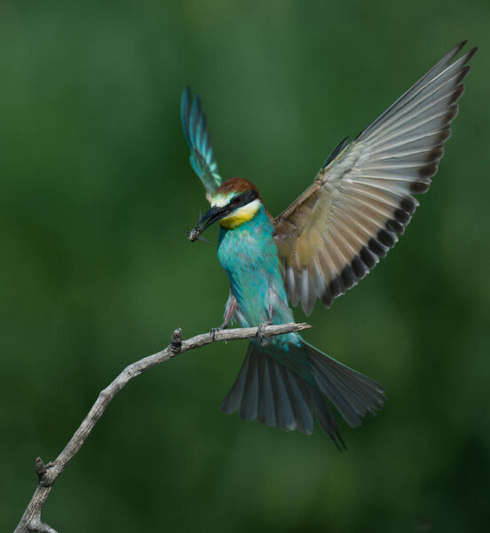 bee easter bird on natural background