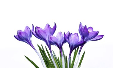 izole Iridaceae Menekşe çiçek