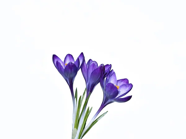 Violet flowers of crocus isolated — Stock Photo, Image