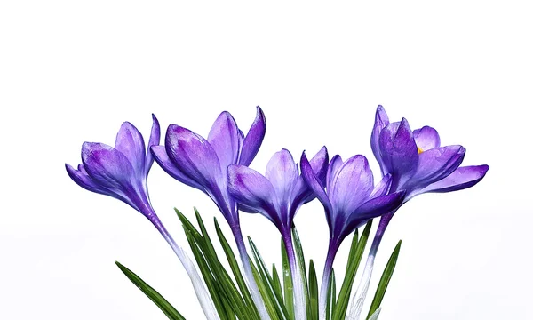 Фиолетовый цветок крокуса изолирован — стоковое фото